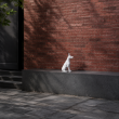 Statue Doberman en résine blanche assis 38 cm - 7