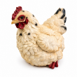 Statue poule en résine réaliste crème 22 cm - 2
