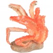 Porte-bouteille araignée de mer en résine - 23 cm
