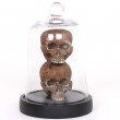 Statue deux têtes de mort sous globe en verre style gothique - 24 cm