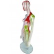 Statue buste de mannequin laqué fond blanc multicolore réglable 167 cm maxi