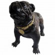 Statue en résine CHIEN bouledogue anglais noir avec collier doré- 90 cm