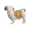 Statue chien Shih Tzu en résine 40 cm – déco intérieure extérieure