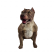 Statue chien American Bully en résine 53 cm – déco réaliste intérieur extérieur