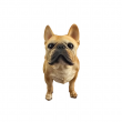 Statue bouledogue français en résine 50 cm – déco réaliste intérieur extérieur
