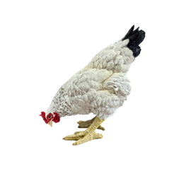 Statue poule en résine blanche 35 cm – déco campagne