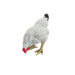 Statue poule en résine blanche 35 cm – déco campagne - 2