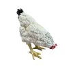 Statue poule en résine blanche 35 cm – déco campagne - 3