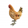 Statue poule en résine 35 cm – déco réaliste pour intérieur ou jardin - 1