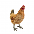 Statue poule en résine 35 cm – déco réaliste pour intérieur ou jardin - 2