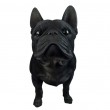 Statue bouledogue français résine noir réaliste 50 cm - 3